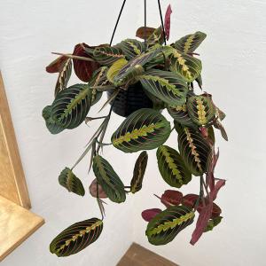 観葉植物/マランタ：レウコネウラ　6号吊り鉢