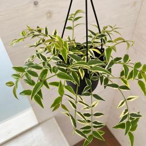 日本花キ流通 予約販売 観葉植物 ホヤ デシプラエ 4号 吊り鉢 吊り下げ