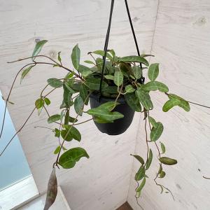 観葉植物 熱帯植物 吊り鉢 ハンギング ホヤ カルノーサ
