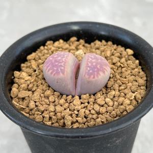 観葉植物 鉢色選べる：アスプレニウム ニダス*シマオオタニワタリ