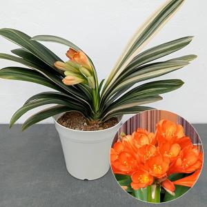 君子蘭 苗 黄花君子蘭 5号鉢 クンシラン 260203 : お花処 昌山園