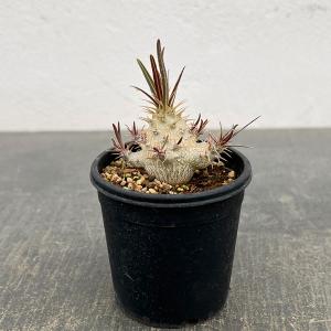 観葉植物 パキポディウム ウィンゾリー（実生） 4号鉢植え23-04 : 園芸