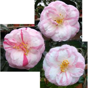 八重咲きスズラン （すずらんポット植え） ドイツスズラン : 日本花卉