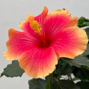 鉢植え ハイビスカス レッドフラミンゴ : 日本花卉ガーデンセンター