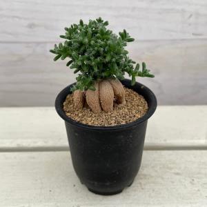 観葉植物 トリコディアデマ 姫紅小松　3号鉢植え