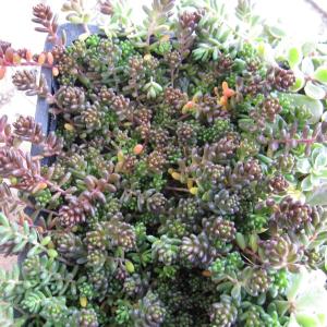 観葉植物：アエオニウム アンナ錦*5号 アンナニシキ : 遊恵盆栽