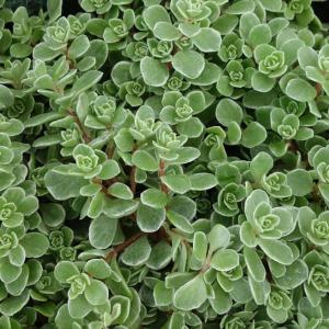 観葉植物 セダム 斑入りマルバマンネングサ3号ポット