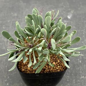 コーデックス：オトンナ ユーフォルビオイデス 実生*葉幅7cm : 遊恵