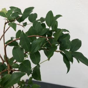 観葉植物/ジャボチカバ　4号ロング鉢植え