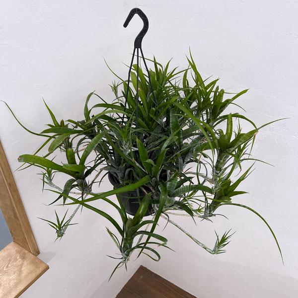 観葉植物/ネオレゲリア：パウシフローラ　7号吊り鉢