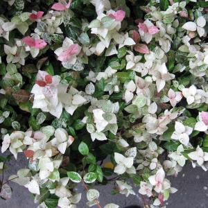 草花の苗/ハツユキカズラ3号ポット