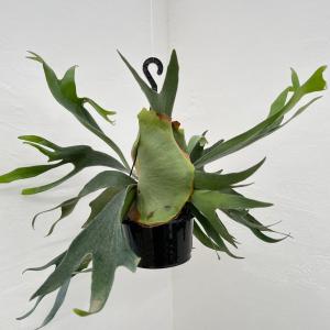 フィリカ　ハイドラ　希少　2 鉢花 観葉植物：フィリカ プベッセンス ワフトフェザー ハイドラ*7号