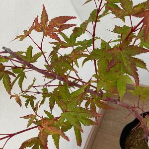 ミニ苗：珊瑚閣もみじ*サンゴカクモミジ/紅葉 : 遊恵盆栽 Yahoo!店