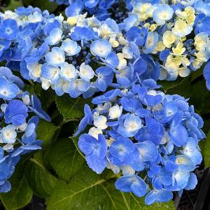 花木 庭木の苗 アジサイ ブルーフレッシュ3.5号ポット