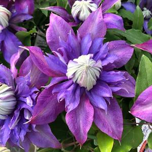 日本花キ流通 予約販売 クレマチス 水面の妖精 5号鉢 送料無料 ギフト