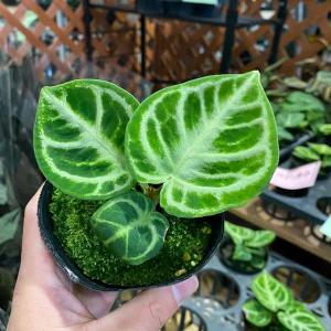 アンスリウム ワロクアナム “ダークナロー” Anthurium