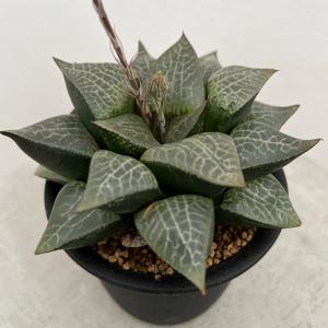 おしゃれ 観葉植物：ユーフォルビア キシロフィロイデス*ヘラサンゴ