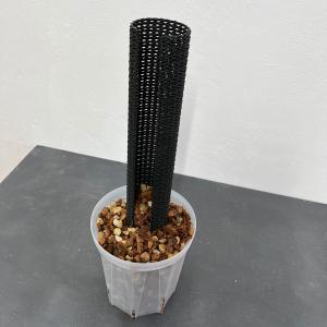 観葉植物のぼらセット(ネガミエル5号×ねこチップ...の商品画像