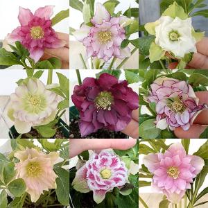 冬咲きクリスマスローズ HGCピンクフロスト 13.5cmポット1苗（2年生苗