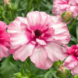 デンマークカクタス フリーダ 5号鉢 シャコバサボテン 鉢花 : グリーン