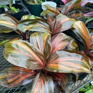 おしゃれ 観葉植物 シダ植物：アスプレニウム ケンゾイ*5号 吊り鉢