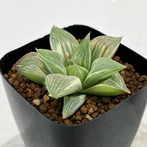 オリヅルラン（折鶴蘭）5号鉢 1個 観葉植物 吊り鉢 : イングの森 花苗