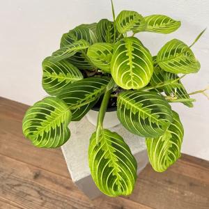 花苗 観葉植物：グレビレア スプレンダー*オージープランツ Grevillea