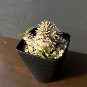 観葉植物 パキポディウム デンシフローラム 3....の商品画像