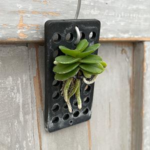 多肉植物 アガベ 王妃笹の雪 B型 2.5号ポット苗 : やましち山野草店