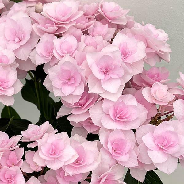 花木 庭木の苗/アジサイ：フルーリン（ピンク）5号鉢植え