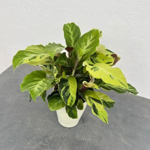 観葉植物/カラテア：タイビューティ　5号鉢植え*｜engei