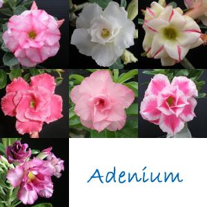 観葉植物/アデニウム：天空のバラ（八重咲き）おまかせ　4号