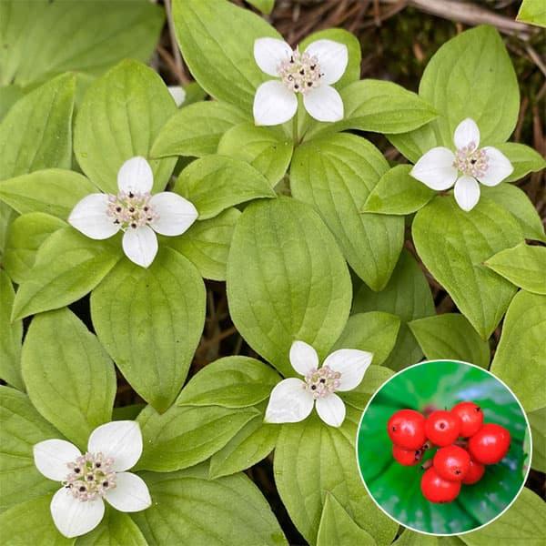 針葉樹林