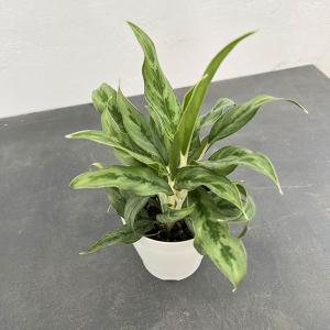 アルピニア バリエガータ（黄斑月桃 キフゲットウ） Alpinia zerumbet