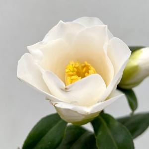 西王母：椿（ツバキ）3寸ポット植え : 日本花卉ガーデンセンターYahoo