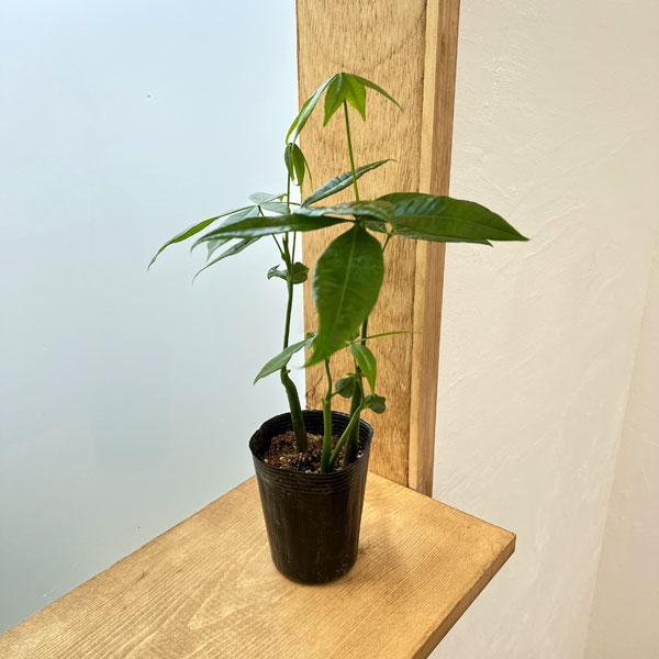 観葉植物/パキラ：グラブラ（実生苗）　3号ポット タネから育てたかわいいパキラ　観葉植物