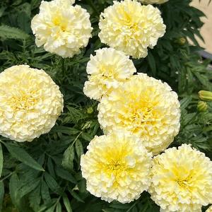 日本花キ流通 予約販売 ハイブリッド芍薬 苗 開花見込み苗