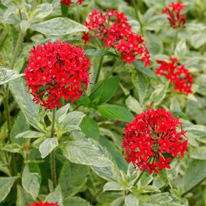 リュウノヒゲ：黒竜（コクリュウ）の苗 : 植物・園芸専門店 花育通販