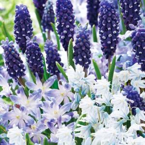 まりも Sサイズ2個 Lサイズ1個 計3個 直径約1cm、2cm マリモ 毬藻 植物