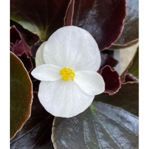 草花の苗 ベゴニア センパフローレンス ナイトラ...の商品画像
