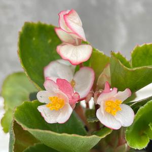 草花の苗 ベゴニアセンパフローレンス緑葉 バイカラー3号ポット