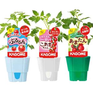 野菜の苗/トマト（ミニ）：ぷるるん(R)・こあまちゃん(R)・あまたん(Ｒ)人気品種3種セット3号ポット*｜園芸ネット