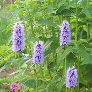 草花の苗 アニスヒソップ リコリスブルー3号ポットの商品画像
