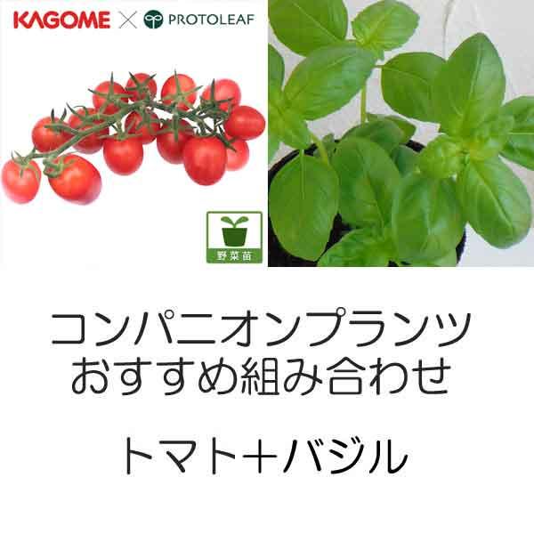 野菜の苗/コンパニオンプランツ栽培セット：トマト（ミニ）：あまたん(R)とバジル