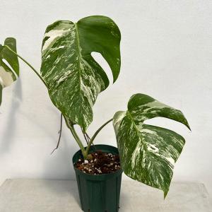 斑入り モンステラ・デリシオーサ・ボルシギアーナ