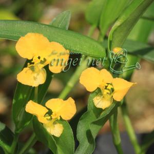 山野草の苗 宿根ツユクサ 黄花 3号ポットの商品画像