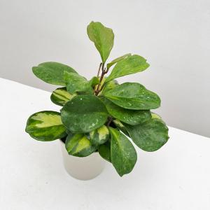 観葉植物 多肉植物 選べる：ホヤ*カルノーサ ハートホヤ リップカラー