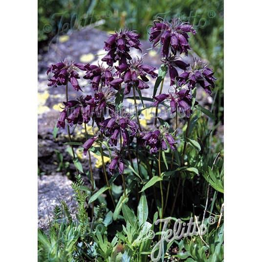 草花の苗 ペンステモン チョコレートドロップ3-3.5号ポット