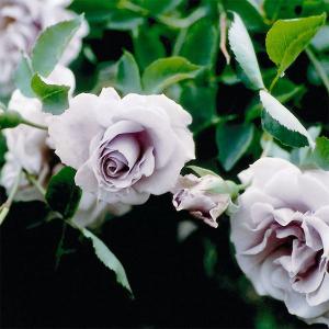 バラの苗 26年12月上中旬予約 つるバラ すみ...の商品画像