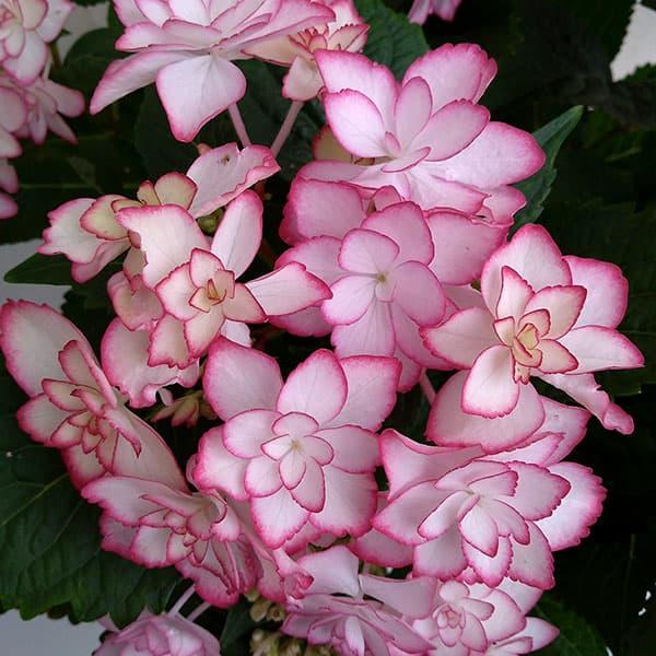 花木 庭木の苗/アジサイ：ひな祭り（ピンク） 5号鉢植え（咲き進み〜開花終了）